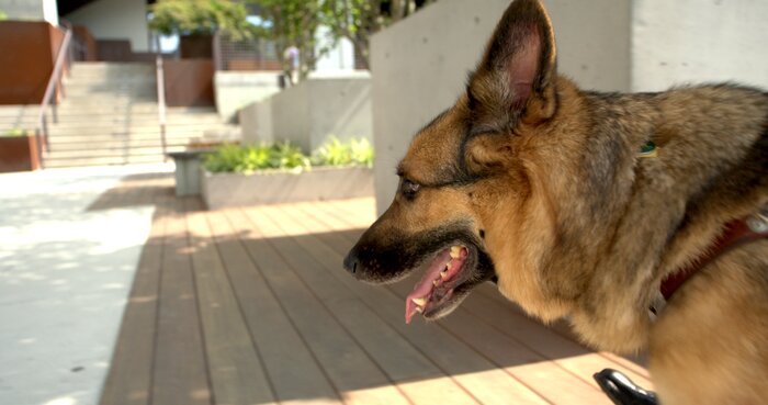 Chad E Foster and guide dog walking together past modern business building