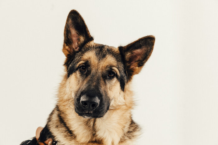 Chad E Foster working with his guide dog Sarge, showcasing adaptive leadership