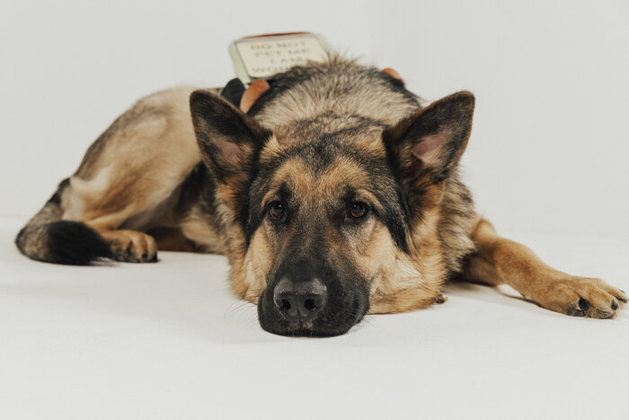 Chad E Foster and guide dog Sarge demonstrating teamwork and independence